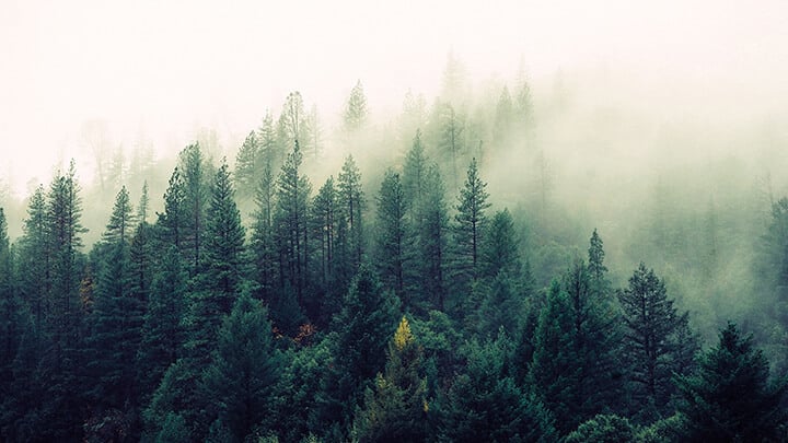 Foggy forest