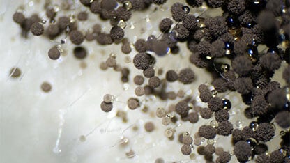 Aspergillus (mold) under the microscopic view for education